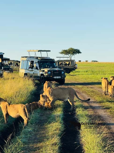 From Nairobi to Masai Mara Reserve & Village visit Day trip - Practical Tips for Travelers