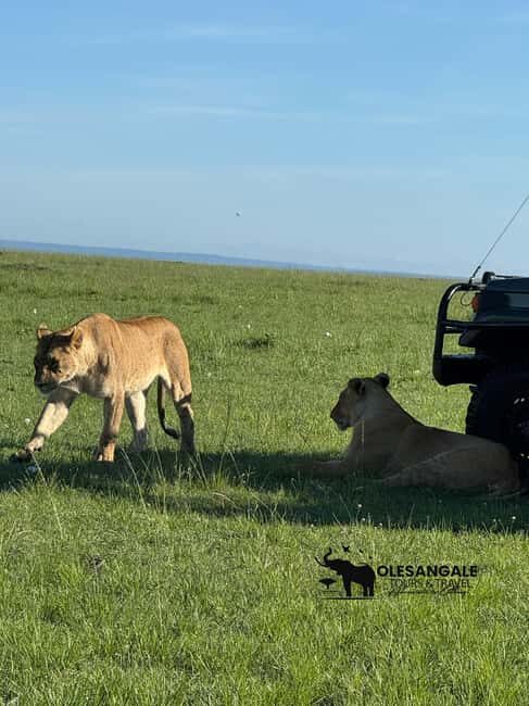 From Nairobi to Masai Mara Reserve & Village visit Day trip - Authenticity & Value