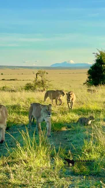 From Nairobi to Masai Mara Reserve & Village visit Day trip - Who Would Enjoy This Tour?