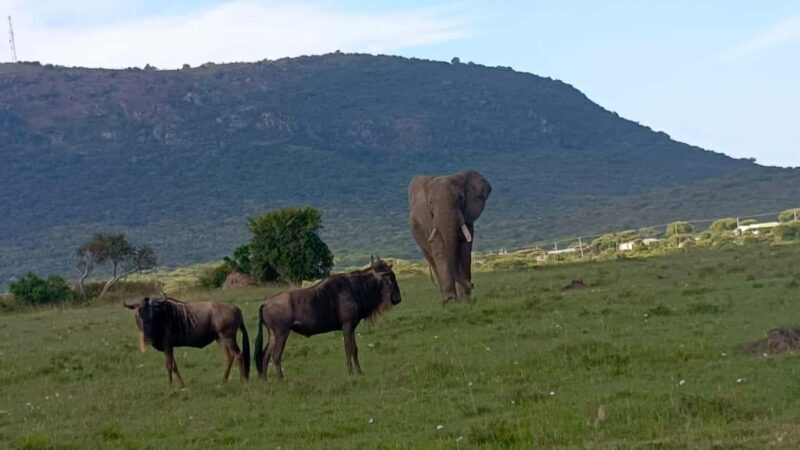 From Nairobi:3-Days 2-Nights Maasai Mara Group Safari in 4WD - Who Is This Tour Best Suited For?