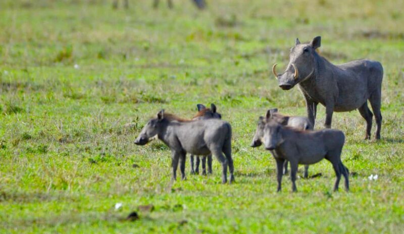 From Nairobi:3-Days 2-Nights Maasai Mara Group Safari in 4WD - Final Thoughts