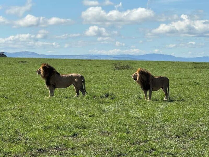 From Nairobi:3-Days 2-Nights Maasai Mara Group Safari in 4WD - FAQ
