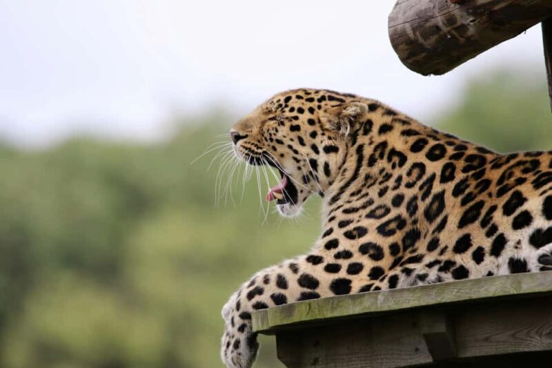 From Nairobi:3 Days 2 Nights Masai Mara Group Joining Safari - Key Points