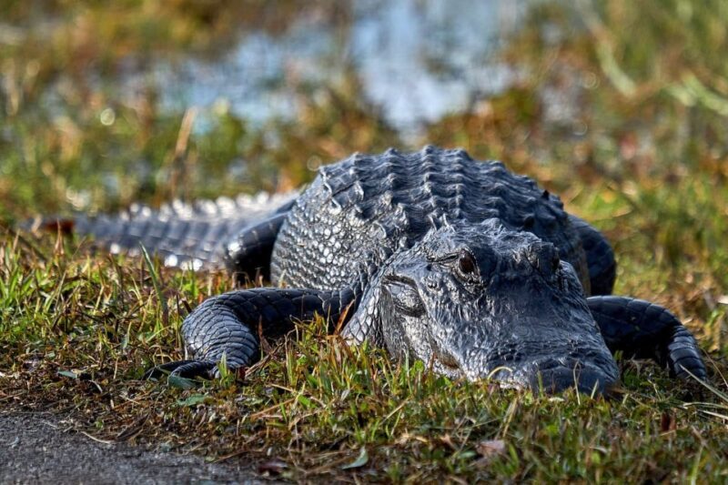 From Naples: 10,000 Islands Boat Trip & Everglades Walk! - A detailed look at what this tour offers