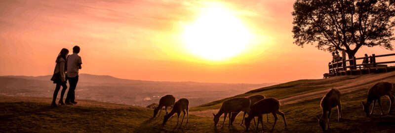 From Nara:Half-Day Bus Tour to UNESCO Heritage&Mt. Wakakusa - Key Points