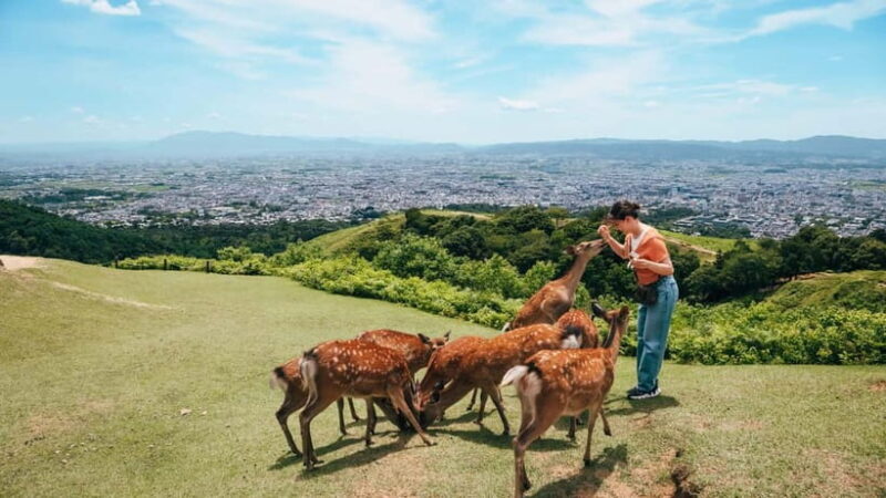 From Nara:Half-Day Bus Tour to UNESCO Heritage&Mt. Wakakusa - What Travelers Are Saying