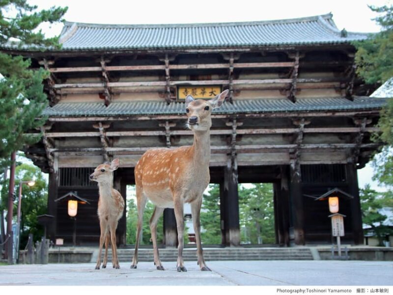 From Nara:Half-Day Bus Tour to UNESCO Heritage&Mt. Wakakusa - FAQ