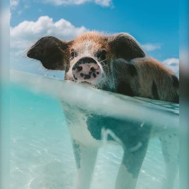 From Nassau: Swim with Pigs Safari - What Makes This Tour Stand Out
