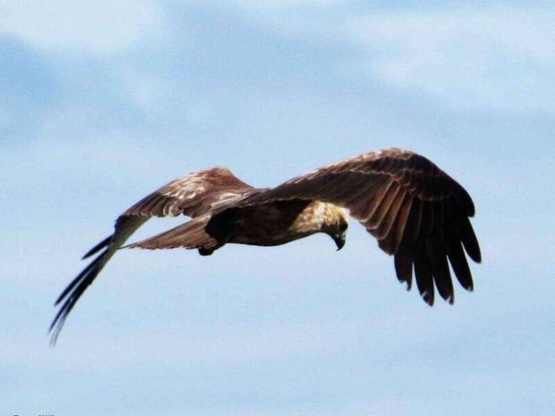 From Negombo: 2-Day Tour to Arugam Bay with Yala Safari - A Practical Look at the Experience