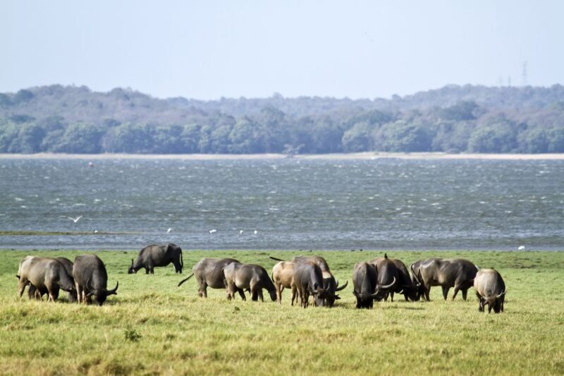 From Negombo: Wilpattu National Park Safari Guided Day Tour - FAQ