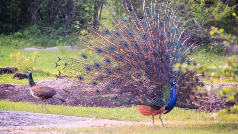 From Negombo: Wilpattu National Park Safari with Transfers - Key Points