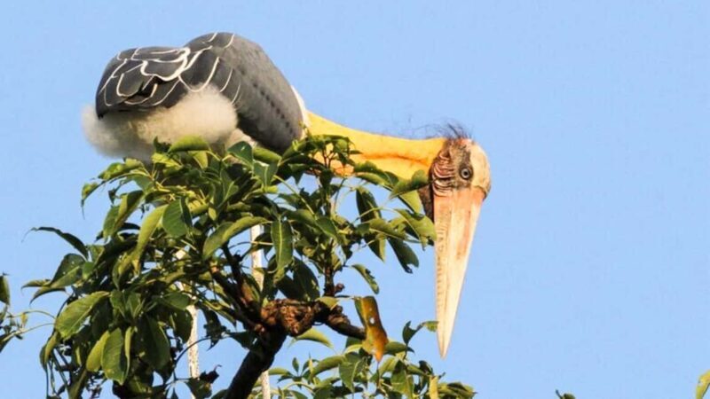 From Negombo: Wilpattu National Park Safari with Transfers - An In-Depth Look at the Wilpattu Safari from Negombo