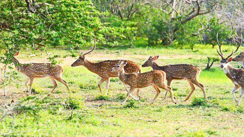 From Negombo: Wilpattu National Park Safari with Transfers - The Sum Up: Is It Worth It?