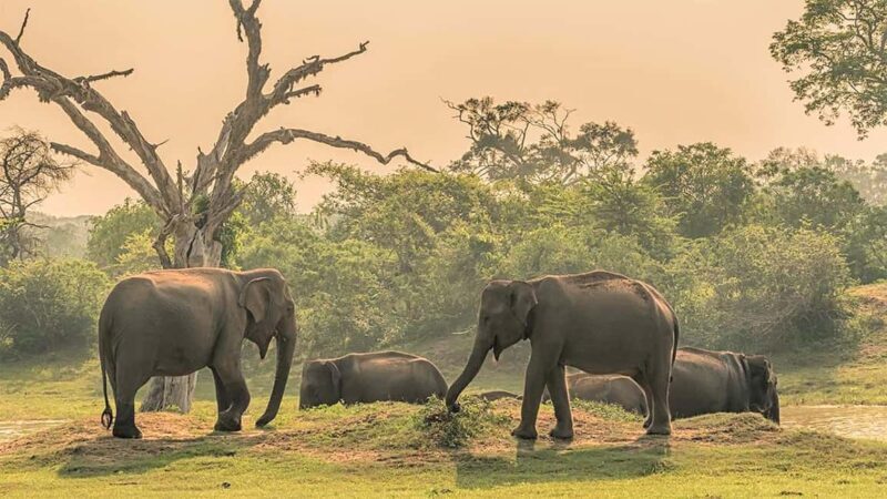 From Negombo: Wilpattu National Park Safari with Transfers - FAQs