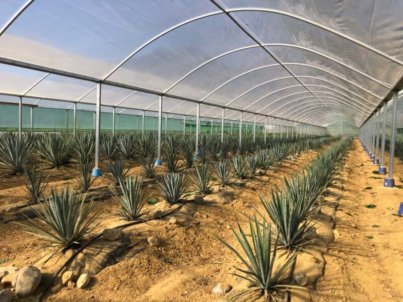 From Nelson: Helicopter Ride to Golden Bay Tequila Farm - The Sum Up
