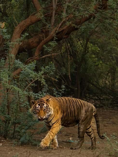 From New Delhi: 2-Day Ranthambore Tiger Safari with tranfers - Key Points