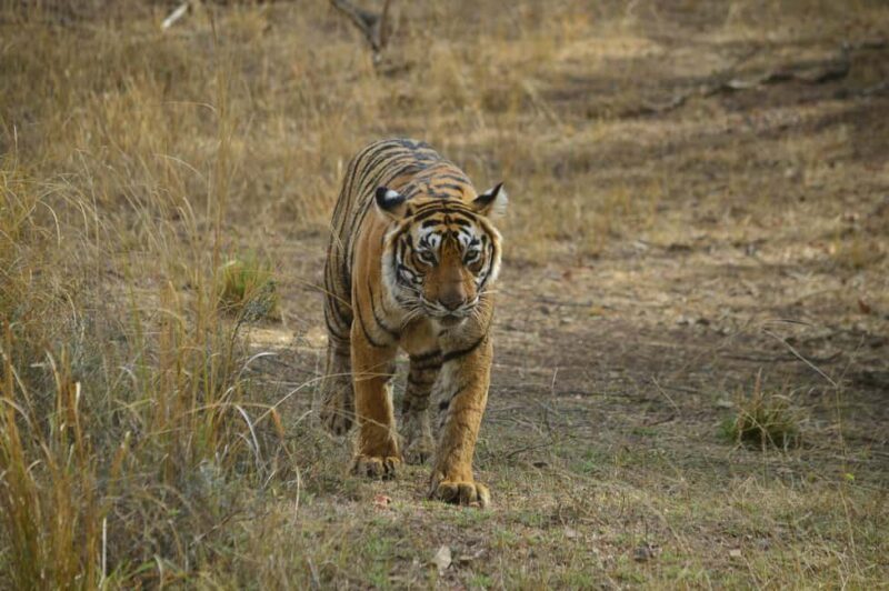 From New Delhi: 2-Day Ranthambore Tiger Safari with tranfers - Authentic Experiences and Highlights