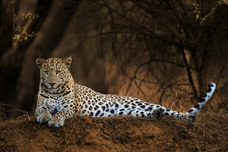 From New Delhi: 2-Day Ranthambore Tiger Safari with tranfers - Final Thoughts
