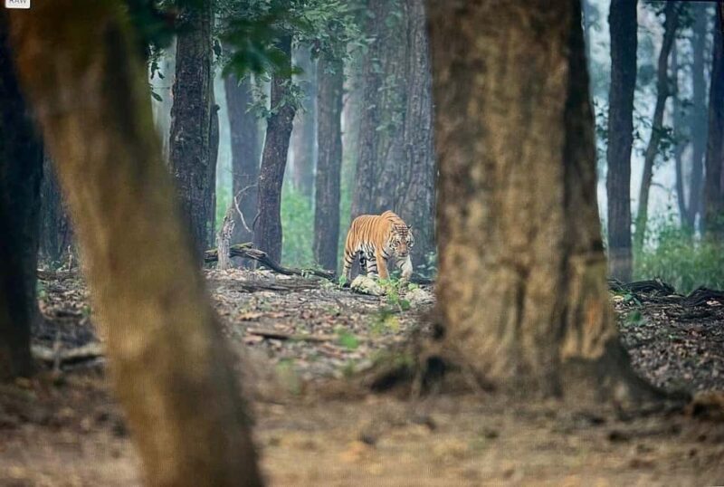 From New Delhi: 2-Day Ranthambore Tiger Safari with tranfers - FAQ
