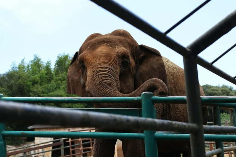 From New Delhi: Taj Mahal and Elephant Conservation Centre - The Real Value of This Tour