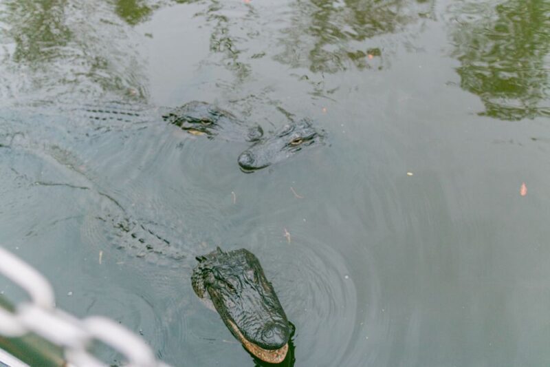 From New Orleans: Swamp Airboat, 2 Plantation Tours & Lunch - What to Keep in Mind