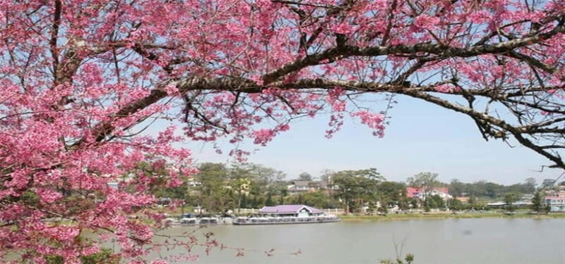 From Nha Trang: Best Seller Top Site Luxury Da Lat City Trip - Detailed Review of the Da Lat Day Trip