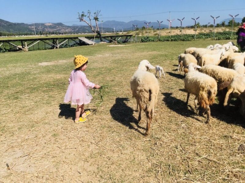 From Nha Trang: Discover Phan Rang Scenic Trip & Vinh Hy Bay - Key Points
