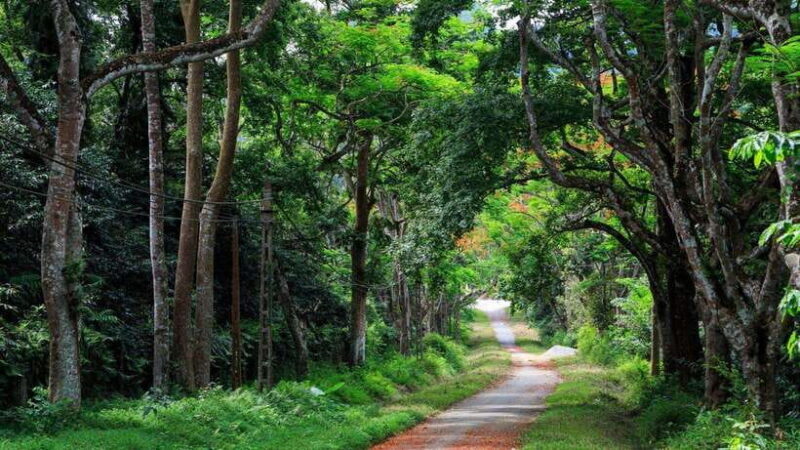 From Ninh Binh: Cuc Phuong National Park 1-Day Small Group - Transport & Practicalities