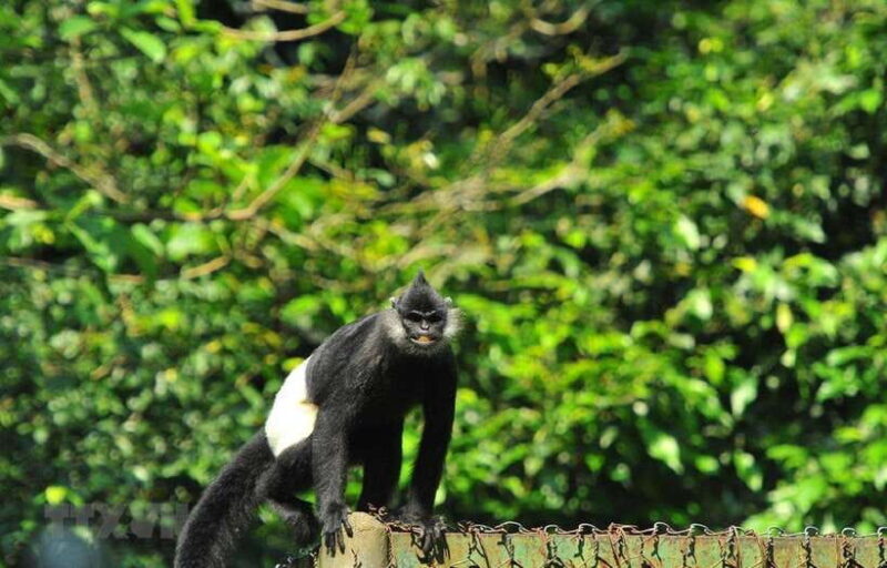 From Ninh Binh: Cuc Phuong National Park Day Trip with Lunch - Key Points