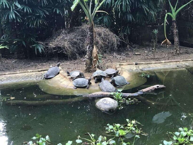 From Ninh Binh: Cuc Phuong National Park Day Trip with Lunch - Why Choose This Tour?