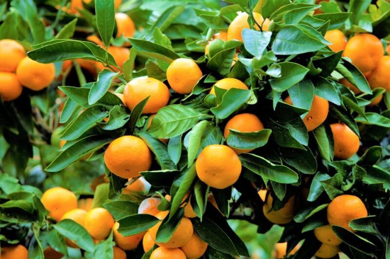 From NogayaFireworks and Orange picking 1 day tour - Key Points