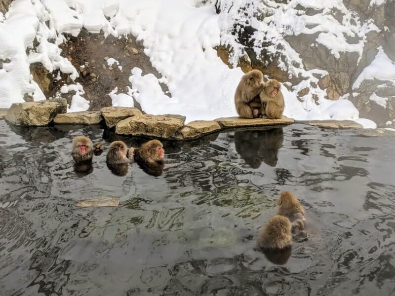 From Nozawa Onsen: Snow Monkeys and Zenko-ji Day Trip & Sake - Practical Tips for Travelers