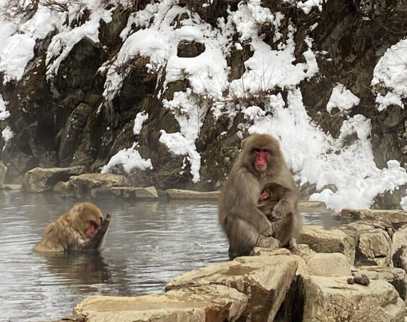 From Nozawa Onsen: Snow Monkeys and Zenko-ji Day Trip & Sake - FAQ