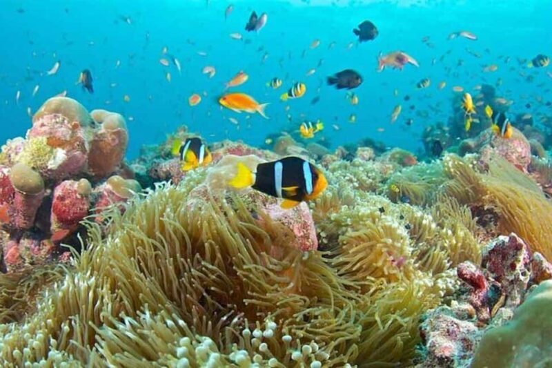 From Nugwi / Kendwa: Half Day Mnemba Island Tour - The Value of $55