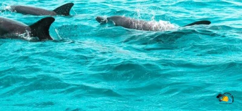 From Nungwi/Kendwa: Mnemba Atoll Starfishes & Dolphins Tour - Who It’s Best For