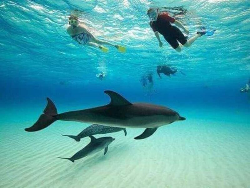 From Nungwi: Mnemba Dolphin and Snorkeling Tour - A Closer Look: What to Expect on the Tour