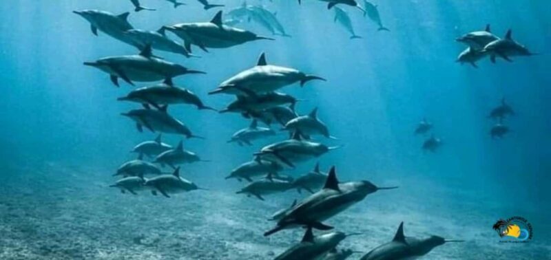 From Nungwi: Mnemba Island Dolphin Watching and Snorkeling - Snorkeling at Mnemba