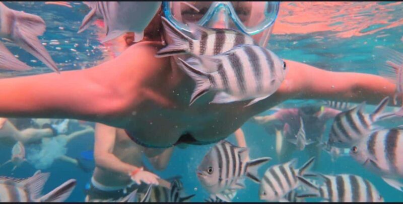 FROM NUNGWI; MNEMBA SNORKELING AND DOLPHIN TOUR - Key Points