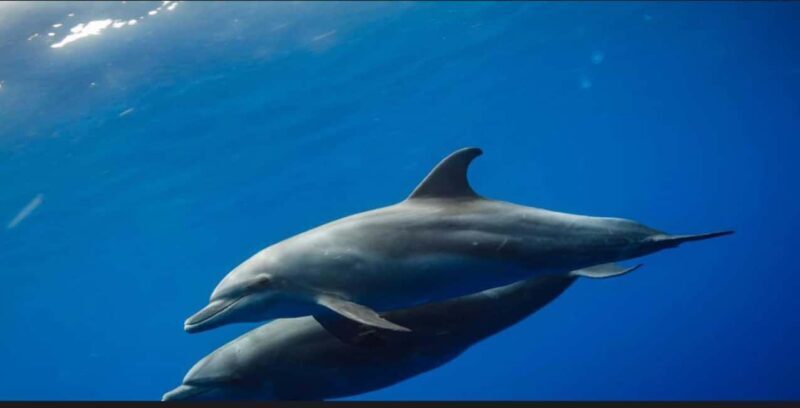 FROM NUNGWI; MNEMBA SNORKELING AND DOLPHIN TOUR - The Itinerary and What to Expect