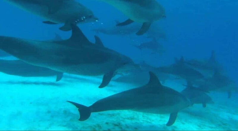 FROM NUNGWI; MNEMBA SNORKELING AND DOLPHIN TOUR - The Practicalities: What to Know Before You Go