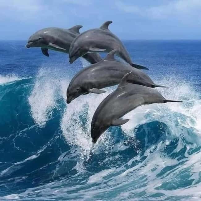 FROM NUNGWI: Mnemba snorkelling and Dolphin tour - Key Points