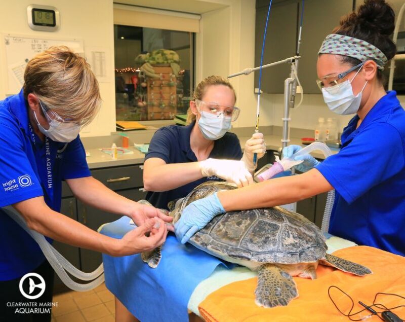 From Orlando: Clearwater Beach and Marine Aquarium Admission - The Experience for Different Travelers