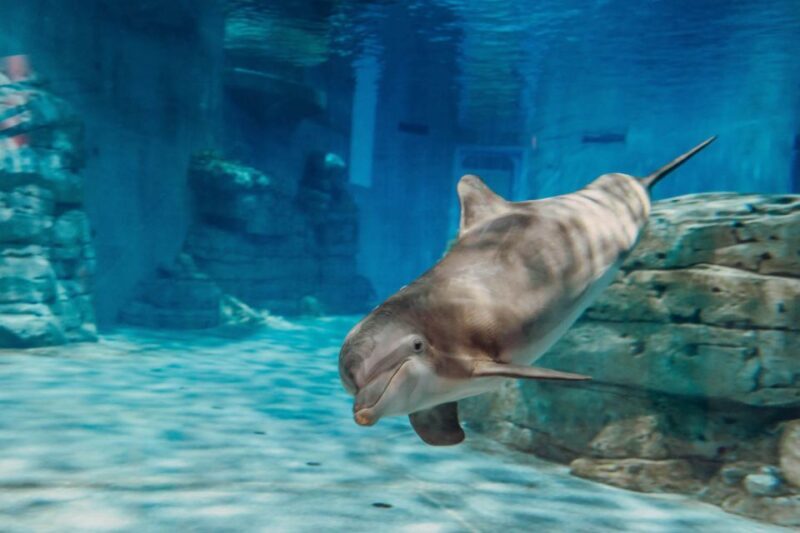 From Orlando: Day Trip to Clearwater Beach with Options - FAQ