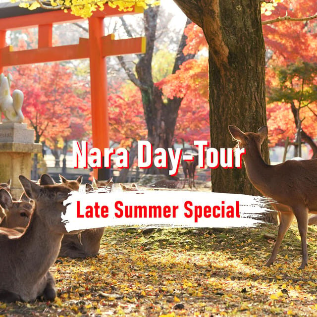 From Osaka: 10-hour Private Customized Tour to Nara - The Realities of the Experience: Authentic and Practical Insights