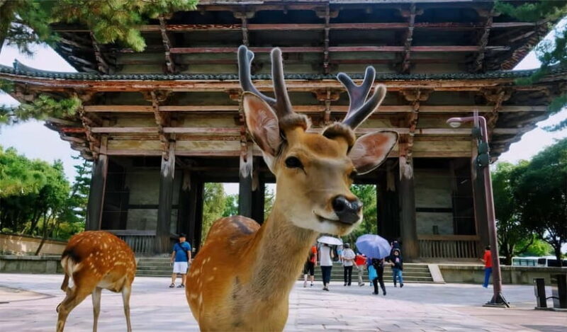 From Osaka: Kyoto and Nara Day Tour with Deer Sightings - An In-Depth Look at the Tour Experience
