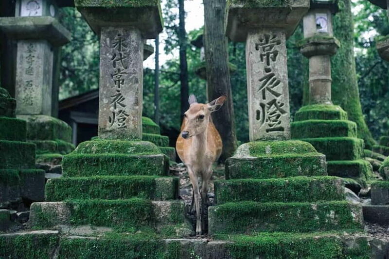 From Osaka: Kyoto and Nara Day Tour with Deer Sightings - Final Thoughts on Value