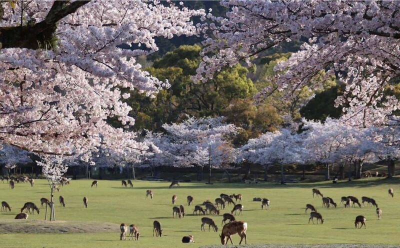 From Osaka/Kyoto: Arashiyama, Nara Park, Fushimi Shrine Tour - Key Points