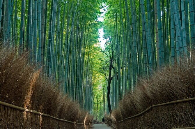From Osaka-Kyoto: Kyoto and Nara 1Day Bus Tour - Nara Park – Deer and the Great Buddha