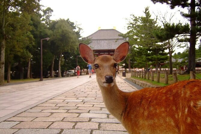 From Osaka-Kyoto: Kyoto and Nara 1Day Bus Tour - Guide Quality and Tour Pacing