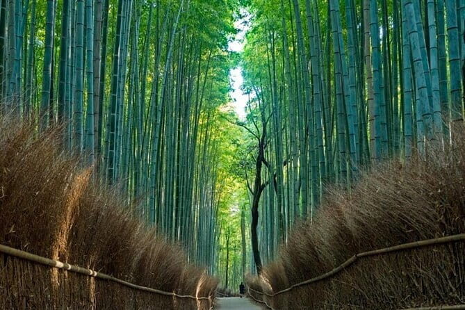 From Osaka/Kyoto: Kyoto & Nara Day Trip with Lunch - Key Points